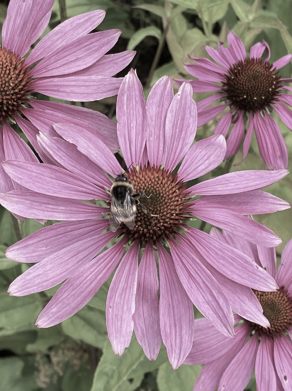 Echinacea botanisk illustration