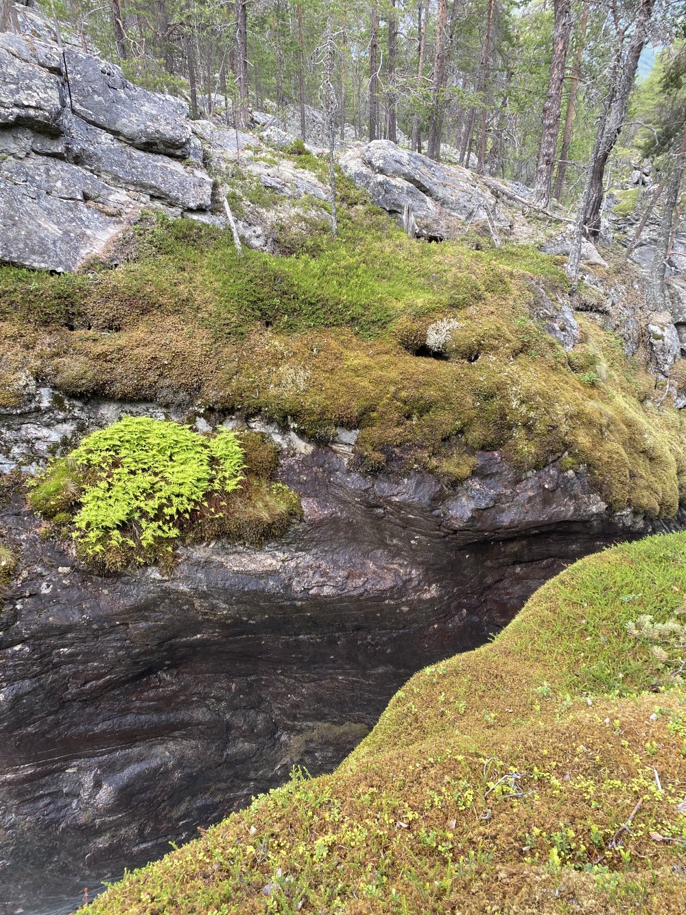 Konstnärlig utsmyckning skogsbild