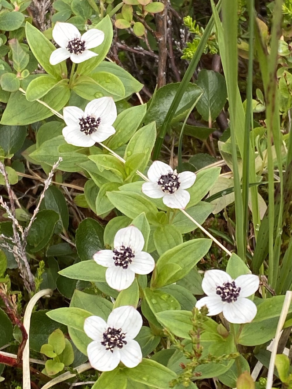 Konstnärlig utsmyckning: fotografi av vita fjällblommor