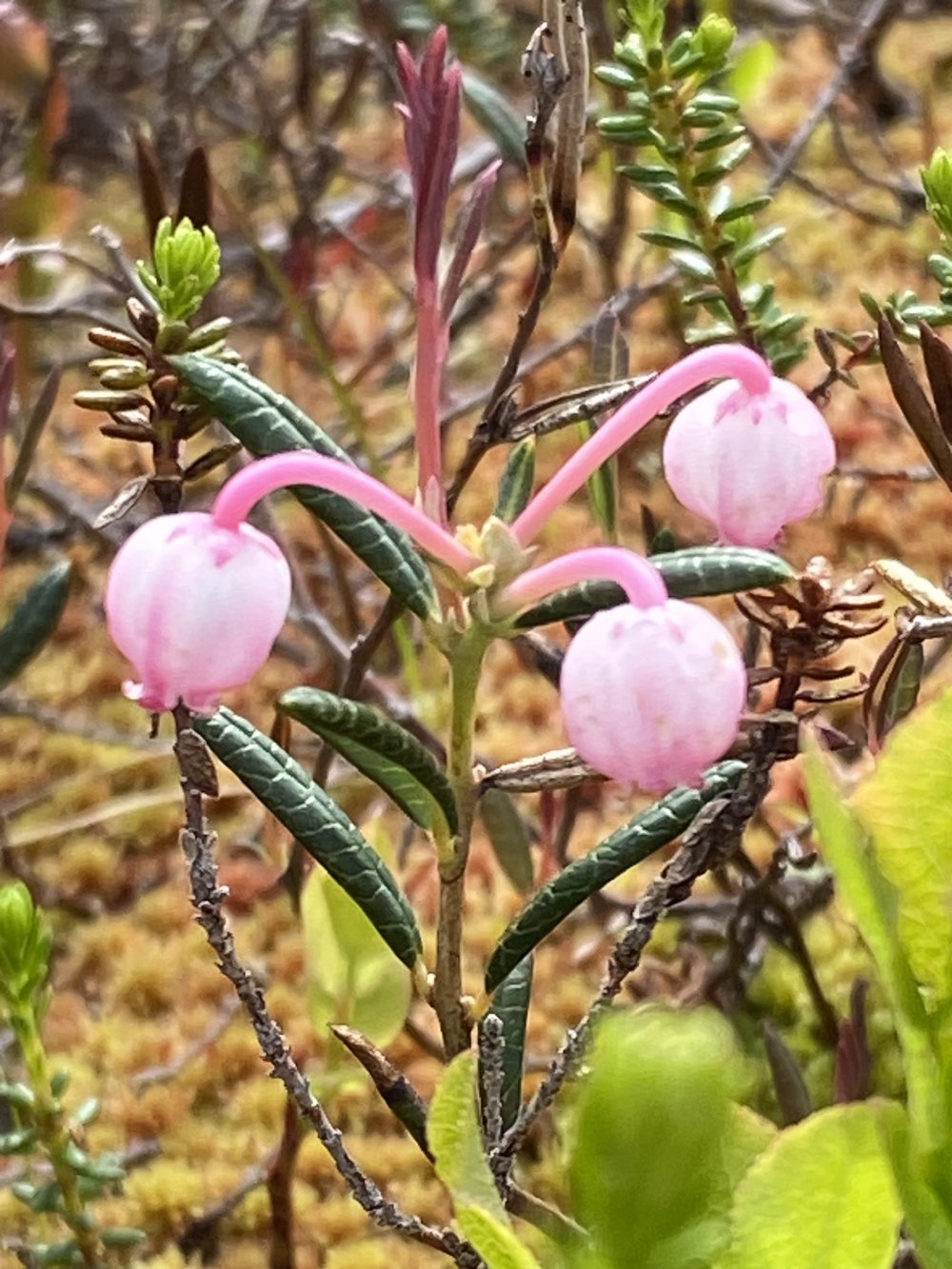 rosa fjällblomma
